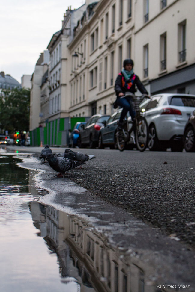 Pigeons et cyliste, 10e arrondissement